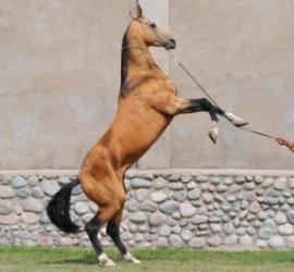 Как поднять лошадь на дыбы